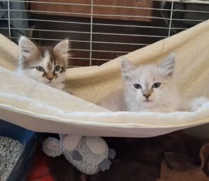 Mocaccino e Cappuccino: due affettuosi gattini in cerca di un’unica famiglia