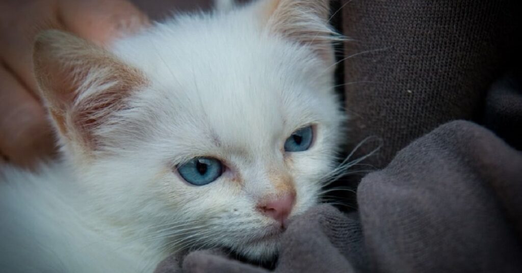 gattino dal pelo bianco e occhi azzurri