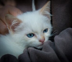 Neko: gattino dal pelo bianco e gli occhi azzurri è alla ricerca di una mamma