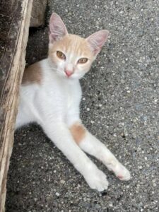 Nocciolino, il gattino abbandonato in colonia cerca casa