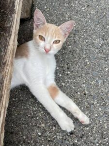 Nocciolino, il gattino abbandonato in colonia cerca casa