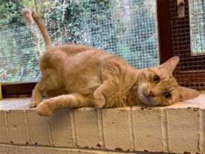 Oscar, il gatto rifiutato da tutti ha trovato la sua casa dopo 10 anni