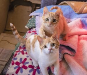 Pooh e Pimpi: regaliamo un’adozione speciale a questi dolci gattini