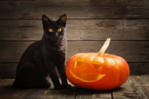 Gatti neri: qual è il pericolo che corrono  durante i festeggiamenti di Halloween? Perché non si possono adottare?