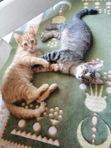 Sam e Frodo, i gattini sono alla ricerca di un’adozione di coppia