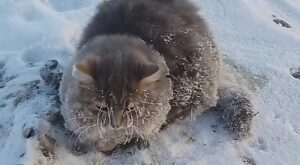 Semyon il gatto salvato dall’ipotermia da una giovane coppia (VIDEO)