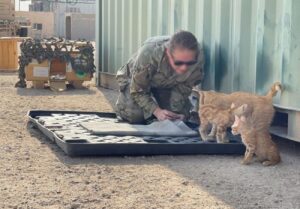 Sergente Whiskers, la gatta adottata dai soldati americani