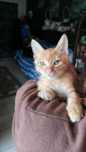 Simba, il bellissimo gattino arancione cerca casa