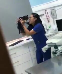 Telecamera riprende un veterinario alle prese con un gatto in cura (VIDEO)