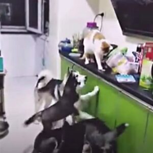 Uomo torna a casa e scopre che il suo gatto sta dando da mangiare a tutti i suoi cani (VIDEO)