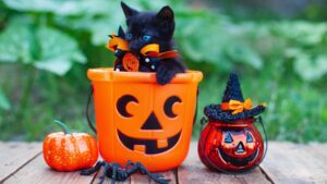 5 accessori di Halloween per gatti, i più belli e “spaventosi”