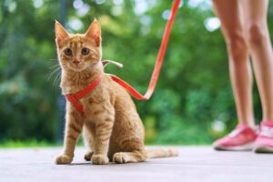 5 accessori utilissimi per fare una passeggiata con il tuo gatto