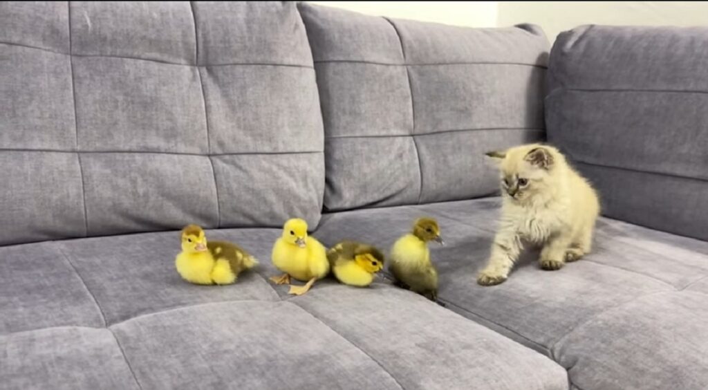 adorabile gattino incontra piccoli anatroccoli per la prima volta