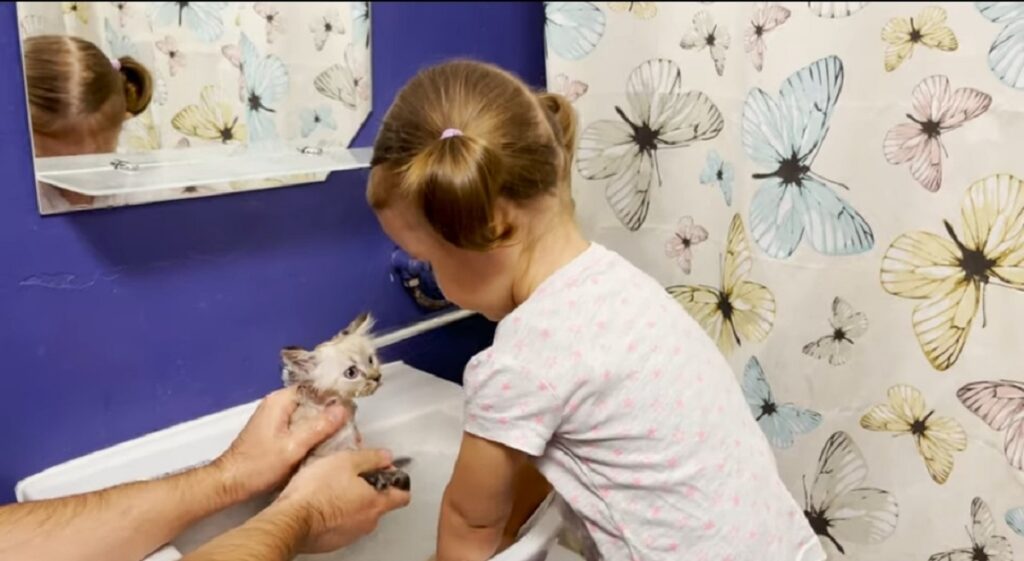 adorabile gattino fa il bagnetto per la prima volta