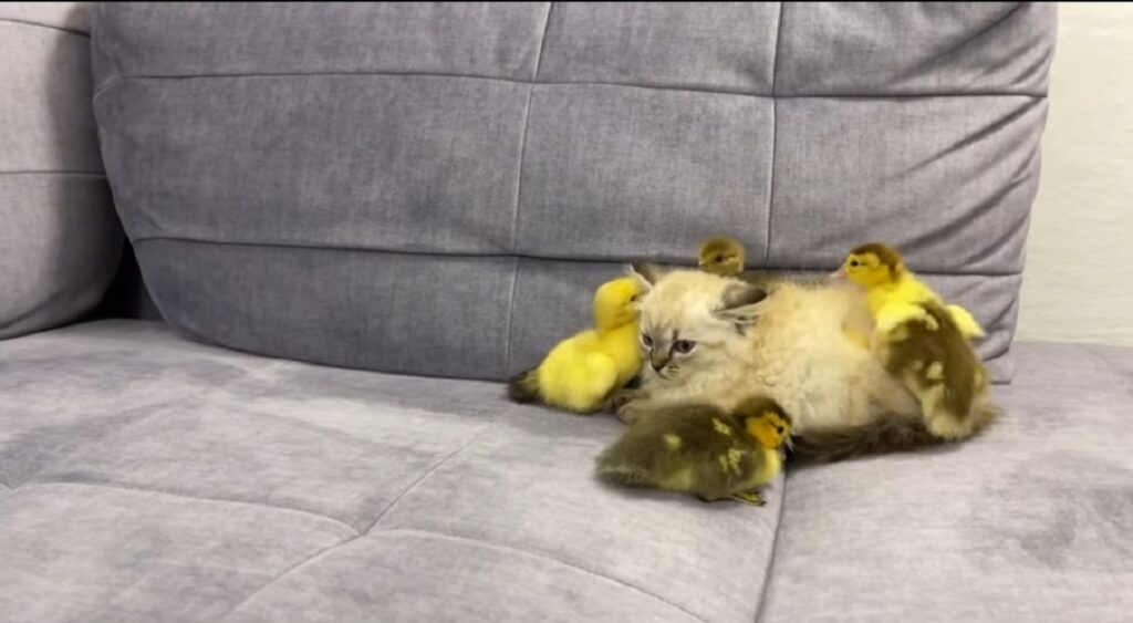 primo incontro tra adorabile gattino e anatroccoli