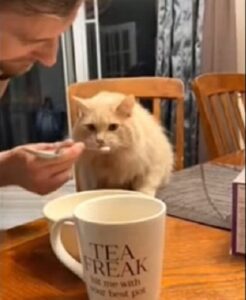 Adorabile gatto assaggia il gelato per la prima volta (VIDEO)