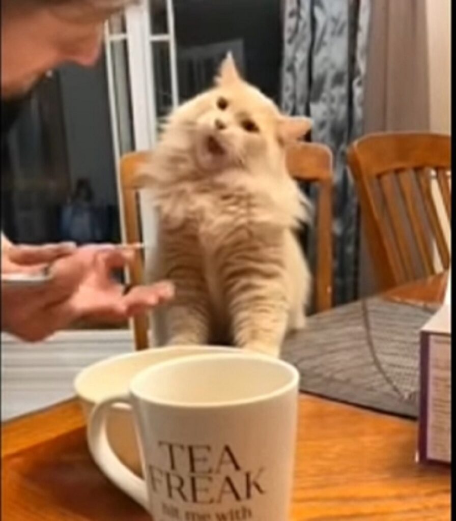 video di un adorabile gatto che assaggia il gelato