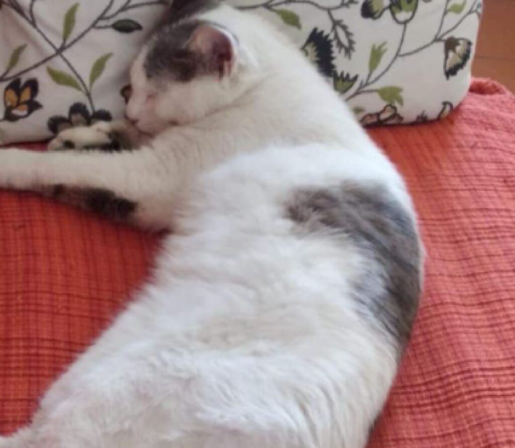 gatto bianco con macchie lungo corpo