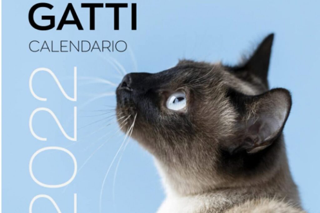 calendario 2022 gatti