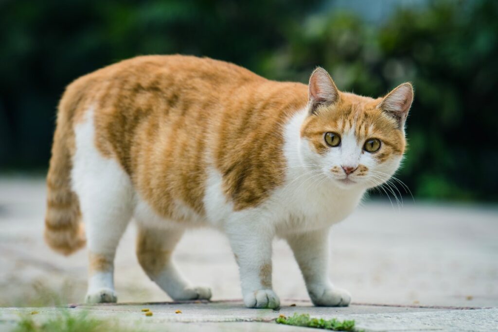 gatto con chili di troppo