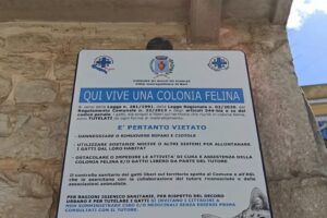 ‘Qui vive una colonia felina’, la bellissima iniziativa adottata dal comune di Ruvo di Puglia