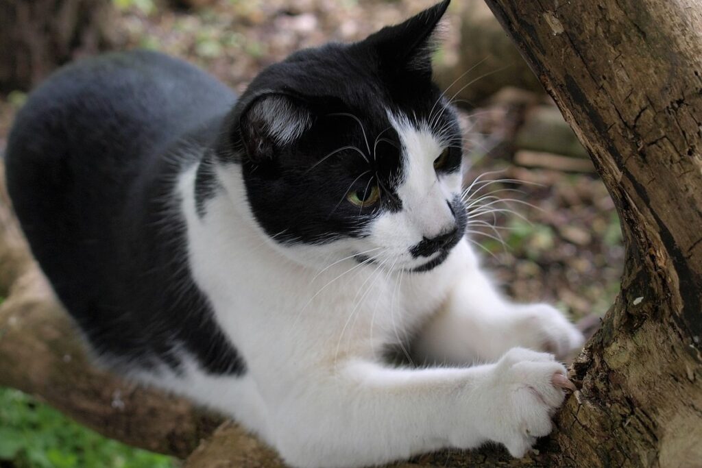 gatto si fa le unghie su un albero