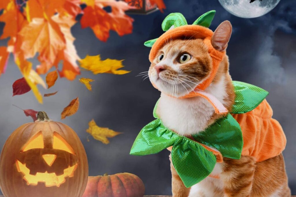 gatto travestito da zucca di halloween