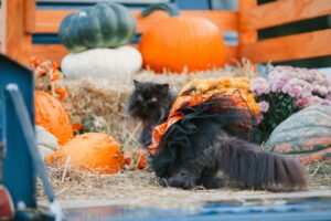 5 costumi di Halloween per gatti davvero originali e divertenti