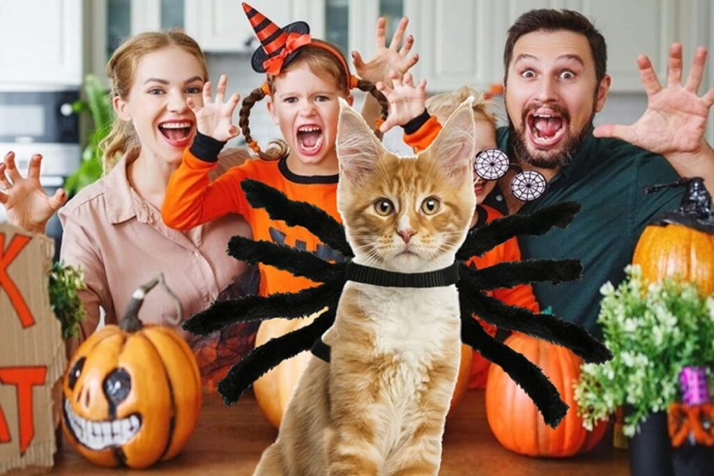 persone con gattino ad halloween