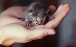 Cuccioli di gattini sono stati abbandonati nel bagno di un pub