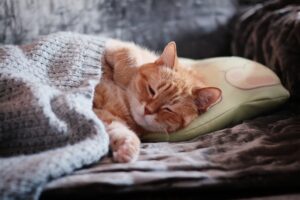 cuscino per il gatto
