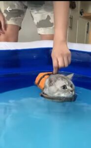 Dolce gattino nuota per la prima volta (VIDEO)