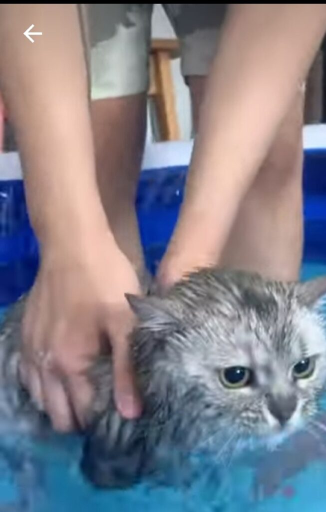 dolce gattino in acqua per la prima volta