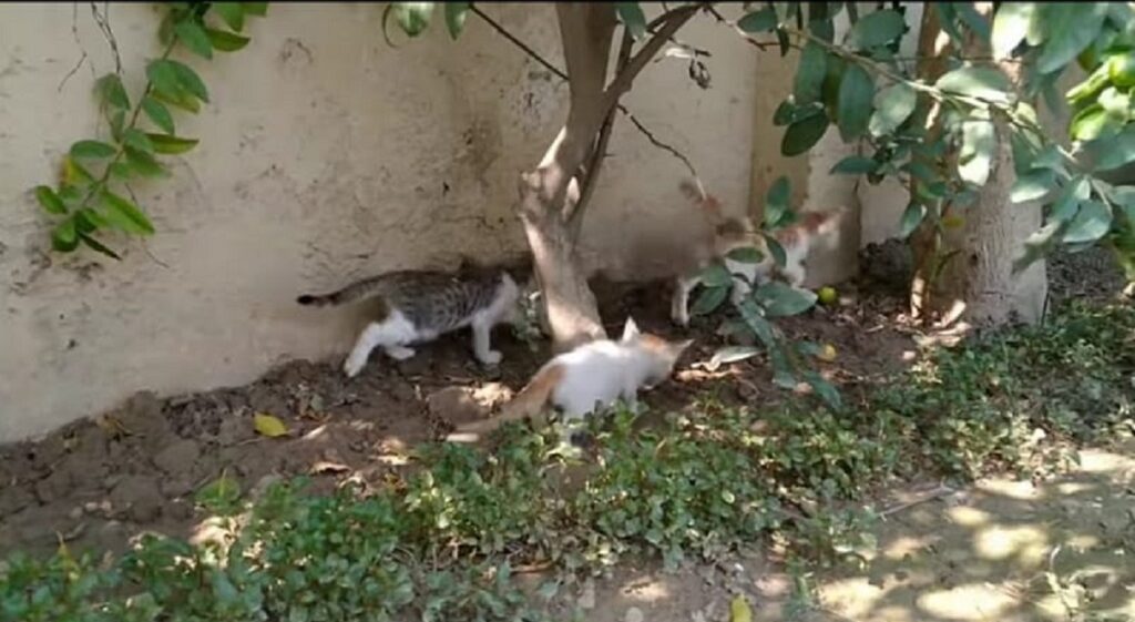 dolci gattini escono in giardino per la prima volta