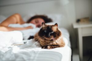 Vuoi far dormire il gatto sul tuo letto? Prova a fare così