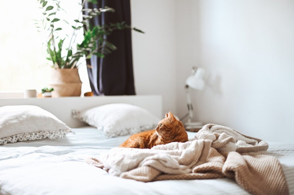 gatto sul letto che guarda