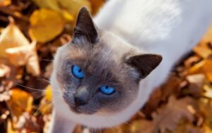 6 foto di gatti che vanno matti per la stagione autunnale