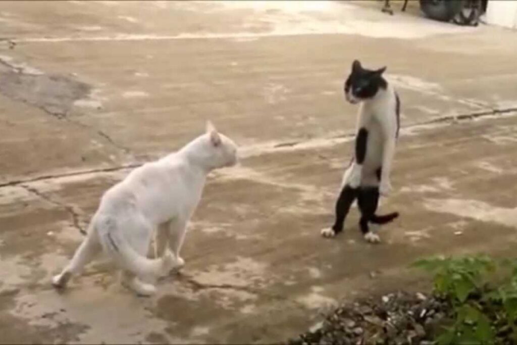 gatti che lottano