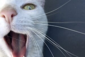 La gattina Milou fa vincere un premio al suo piccolo proprietario