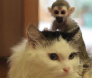 La gattina Rosinka ha adottato per un breve periodo una scimmietta abbandonata (VIDEO)