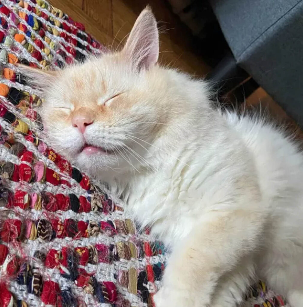 gatto color crema dorme