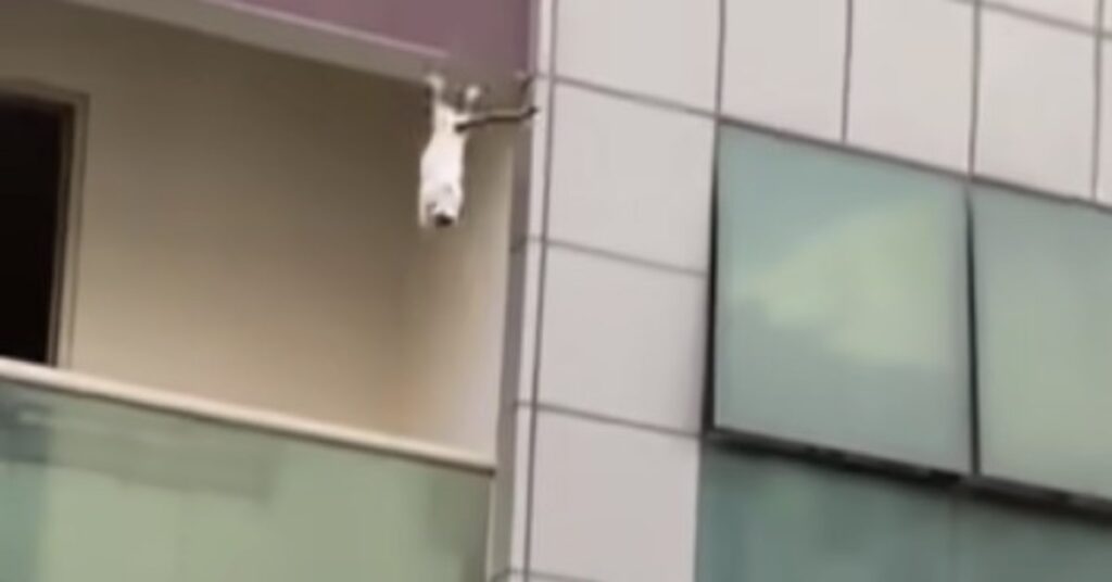 gatto cade da un edificio