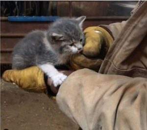 Gattina tenerissima trova una donna che la ama