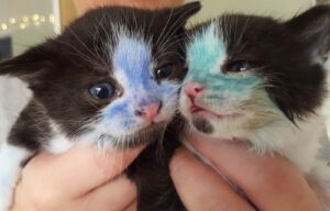I gattini Smurf e Shrek sono stati colorati da persone senza scrupoli
