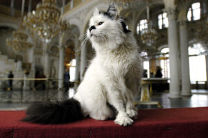 I gattini del museo Ermitage sono i pelosi più famosi della Russia (VIDEO)