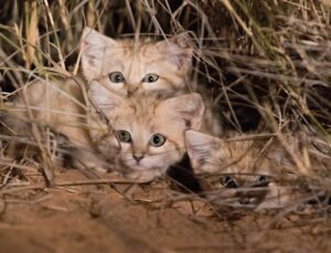 Gattini delle sabbie sono stati avvistati dopo anni di ricerca