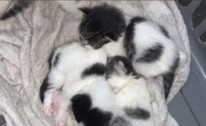 I gattini di una cucciolata sono stati rapiti dai ladri; mamma gatto è sotto shock