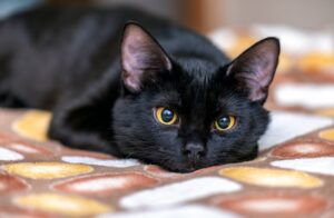 I gattini neri non sono popolari nel mondo a causa del loro colore