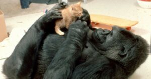 Alcuni anni fa due gattini sono stati adottati da una gorilla di nome Koko (VIDEO)