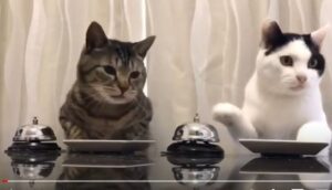 Due gattini suonano la propria campanella per ottenere del cibo (VIDEO)